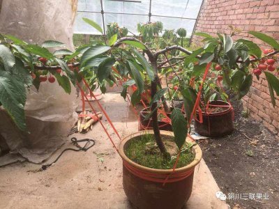 盆栽樱桃怎么种植 盆栽樱桃的种植技巧
栽种盆栽樱桃的方法