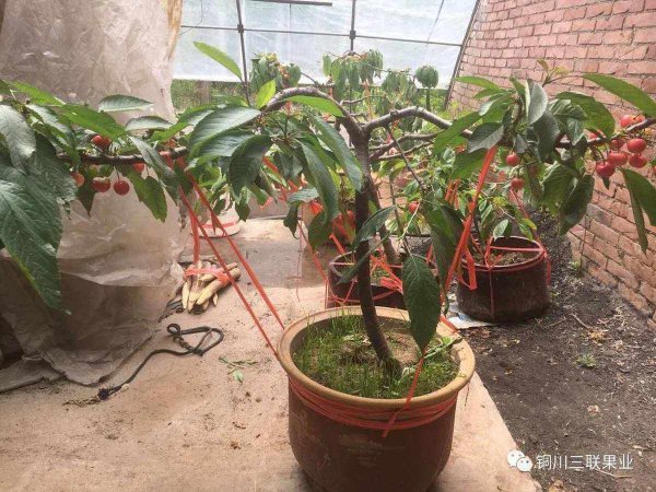 盆栽樱桃怎么种植