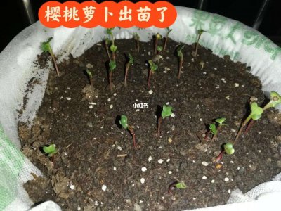 樱桃小萝卜怎么种 种植樱桃小萝卜的方法