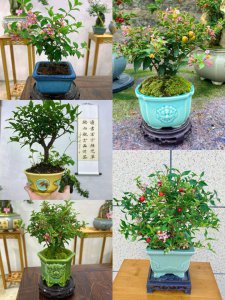 姬樱桃怎么养 如何种植姬樱桃？