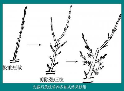 盆栽樱桃树种植方法及技巧 种植盆栽樱桃树的方法和技巧