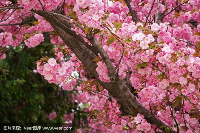 樱桃树开什么颜色的花 樱桃树开出什么颜色的花？