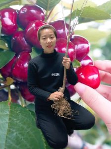 为什么家里忌讳种樱桃 家庭为何忌讳种樱桃？