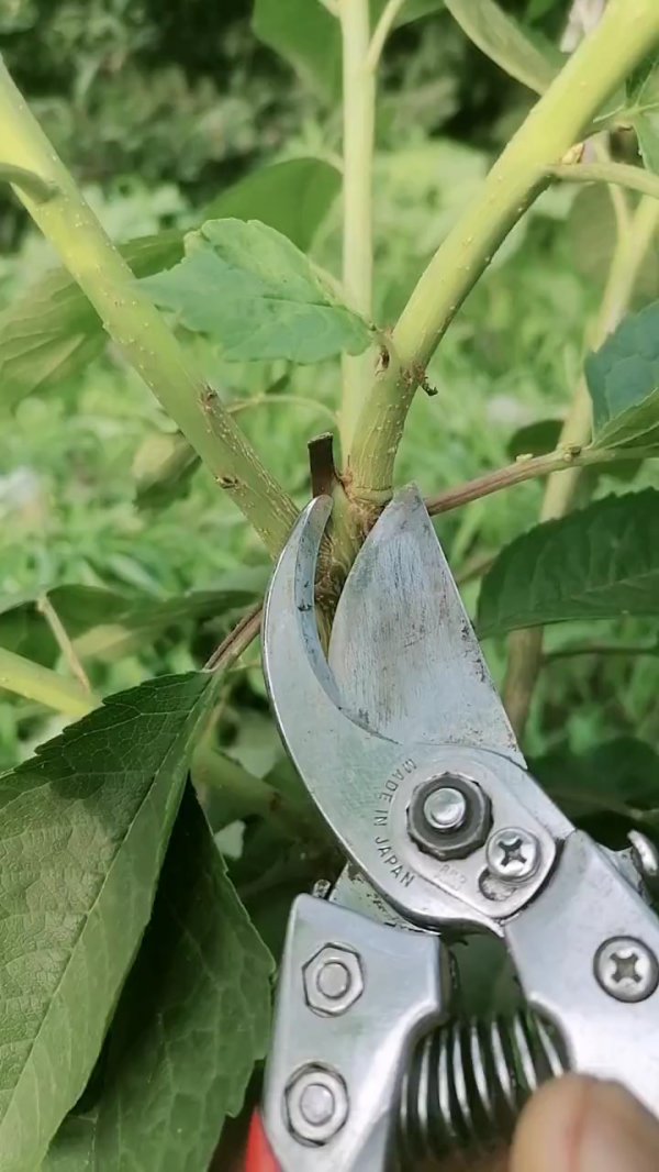樱桃整形疏枝需要注意什么