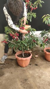 樱桃盆栽的种植方法 种植樱桃盆栽的步骤
栽培樱桃盆栽的方法