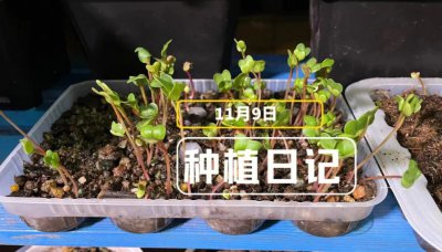 樱桃萝卜田间管理方法 樱桃萝卜田地管理技巧