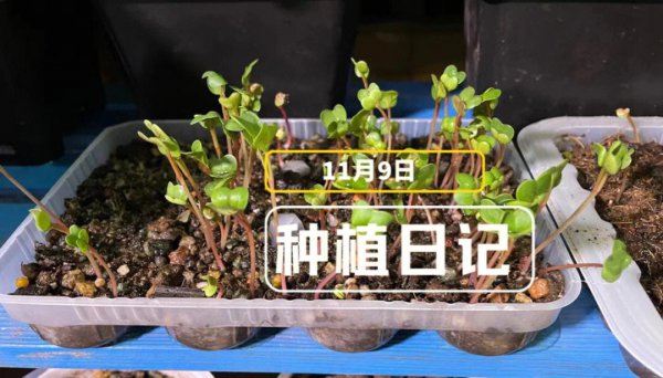 樱桃萝卜田间管理方法