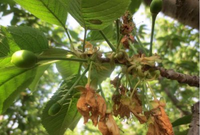 樱桃落花落果怎么办 樱桃花果掉落应对方法