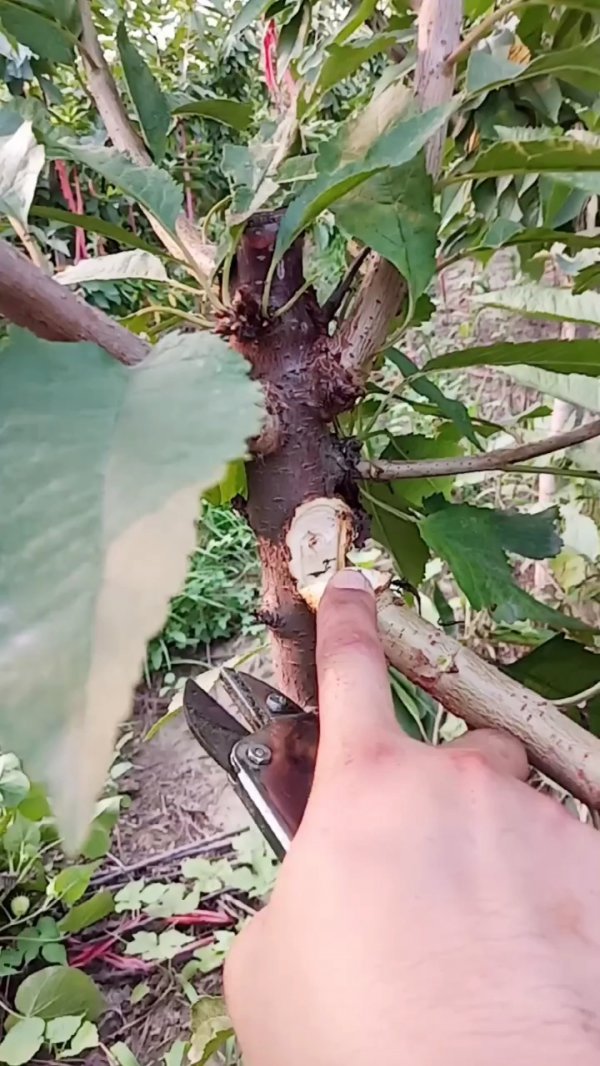 樱桃拉枝什么时间最好