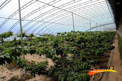 大棚樱桃夏季如何管理 夏季大棚樱桃管理技巧