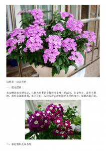 盆栽美早樱桃的种植技术 栽培盆栽美早樱桃的技巧