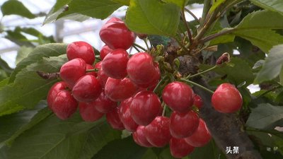 樱桃促早熟有妙招 樱桃催熟小技巧