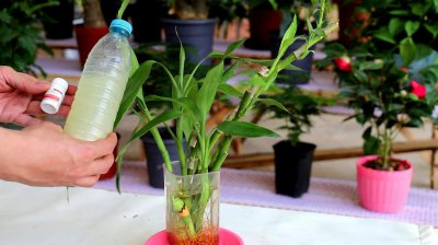 富贵竹营养液自制方法 自制富贵竹营养液的方法