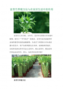 家养盆栽金边富贵竹的养殖方法和注意事项