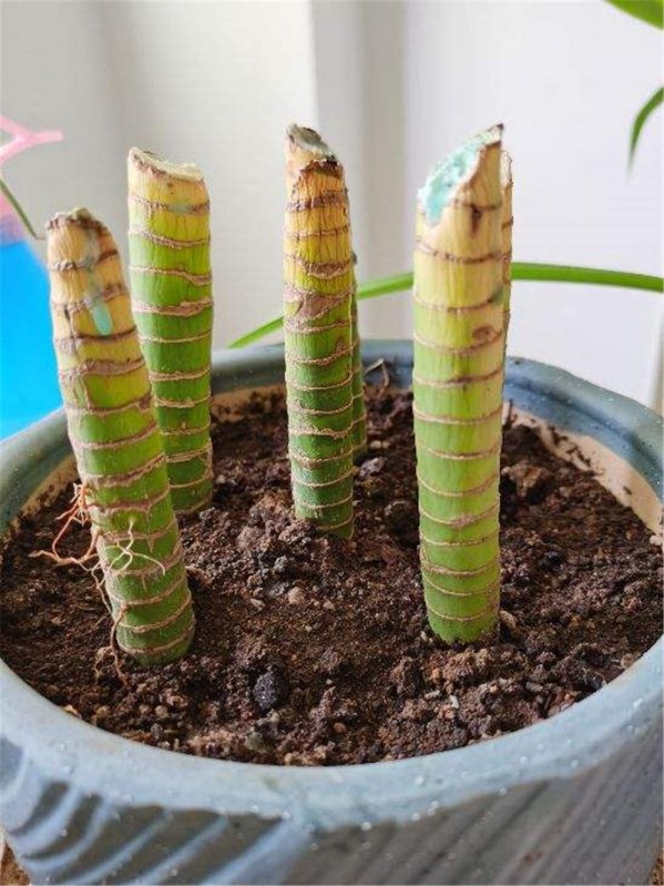 怎样给富贵竹加营养液