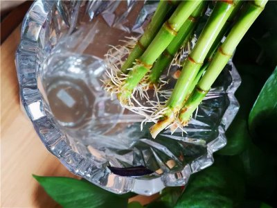 如何自制富贵竹营养液 制作富贵竹专用营养液的方法