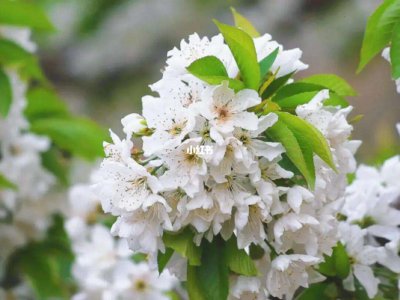 ?；ê陀Ｌ一ㄒ谎?樱花和樱桃花有什么区别？