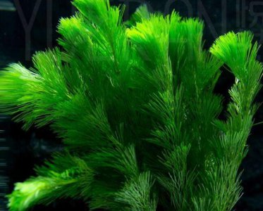 绿菊花是水生植物吗 绿菊花属于水生植物吗？