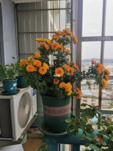 菊花怎么养才能爆盆 如何才能让菊花爆盆？