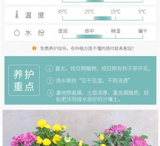 盆栽菊花春季如何管理 春季盆栽菊花养护指南