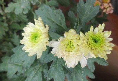 春天的菊花怎么打理 怎样照顾春天的菊花
春季菊花的护理技巧
