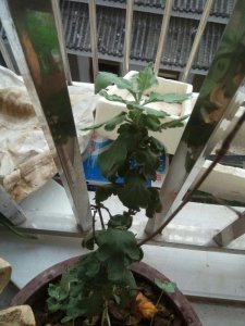菊花叶子发软下垂是什么原因 菊花叶子为何出现软弱下垂的情况？
