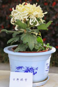 盆栽菊花花谢后怎样管理 盆栽菊花凋谢后应该怎么处理？