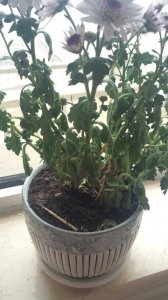 盆栽菊花枯萎了怎么办 盆栽菊花凋谢了怎么办？