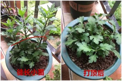 盆栽菊花什么时候扦插 盆栽菊花何时进行扦插？