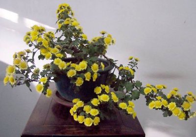 夏天如何养护菊花 夏季菊花养护技巧
夏季如何照料菊花