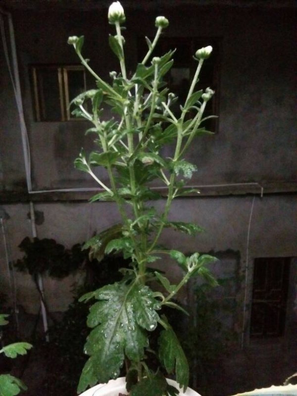 菊花只长花苞不开花是什么原因