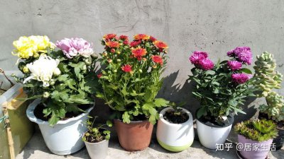 菊花夏季怎么管理 夏季如何管理菊花