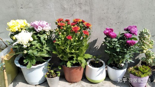 菊花夏季怎么管理