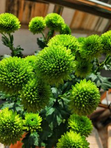 菊花几月份打顶 菊花何时打顶
菊花何时开花