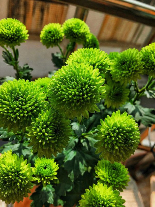 菊花几月份打顶