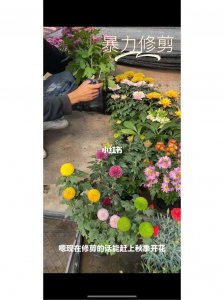 菊花开花后需要修剪吗 菊花开花后需要修剪吗？
