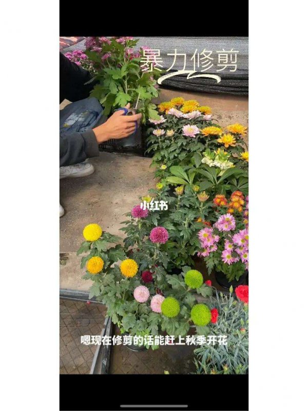 菊花开花后需要修剪吗