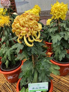 菊花是几年生植物 菊花是多年生植物吗？