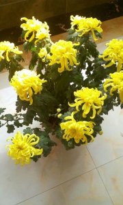 菊花可以活多久 菊花寿命有多长？