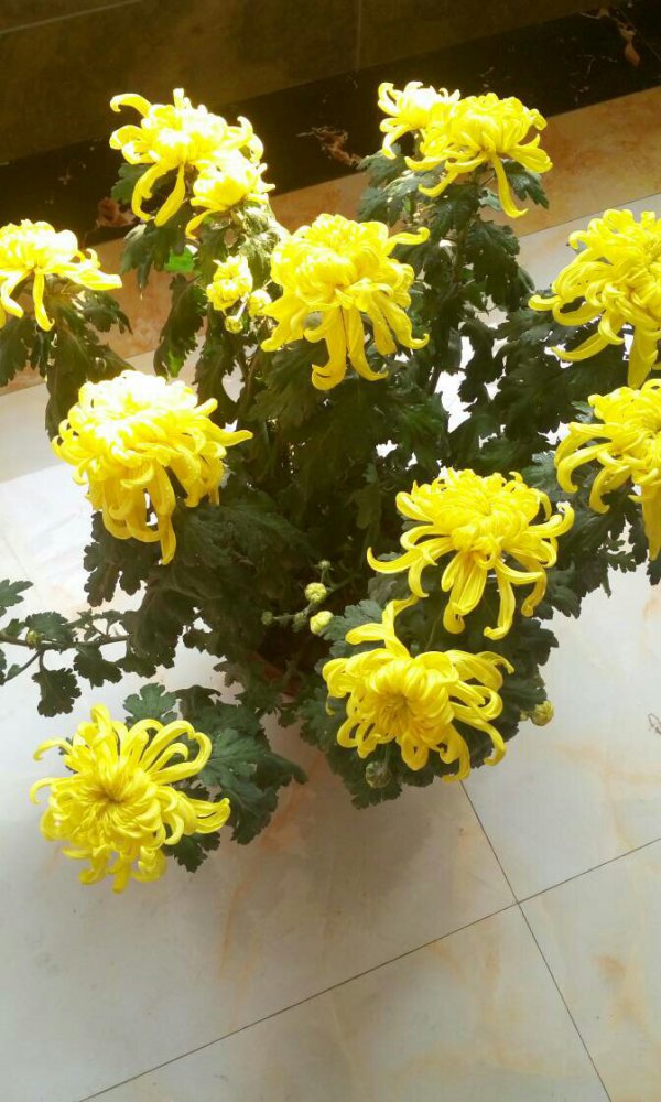 菊花可以活多久