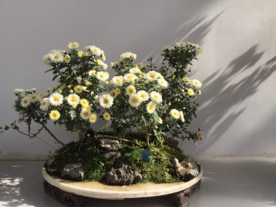 菊花的盆栽技术 使用菊花盆栽技术
培养菊花盆栽的技巧