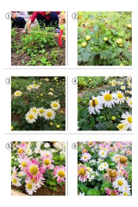 菊花苗什么时候栽种 什么时候种植菊花苗？