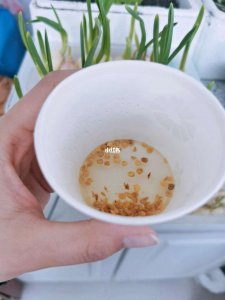 南瓜种浸泡几小时催芽 南瓜种浸泡时间对催芽效果有影响吗？