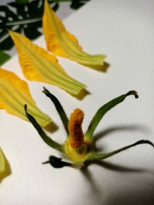 南瓜雌花雄花不同时开怎么办 南瓜雌雄花开花时间不同问题解决
