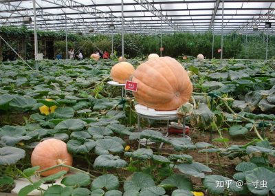 南瓜怎样种才能又大又多 如何种植南瓜才能产量又多又大？