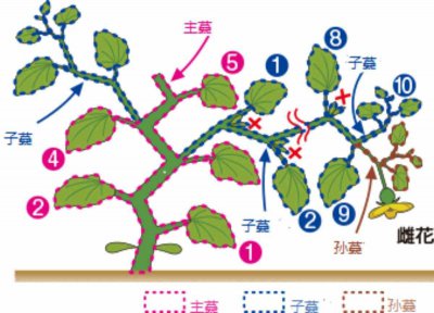 南瓜整枝打杈方法和注意事项 南瓜修剪和修枝技巧及注意事项