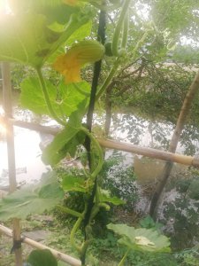 南瓜坐不住果怎么办 南瓜怎么才能停下来