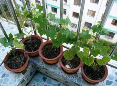 观赏南瓜怎么养 南瓜栽培技巧观赏南瓜种植要点