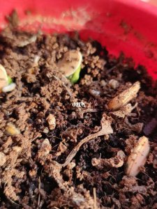 南瓜种子催芽需要浸泡多久 南瓜种子泡水发芽需要多长时间？