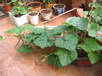 迷你小南瓜盆栽种植技术总结 小南瓜盆栽种植技巧总结